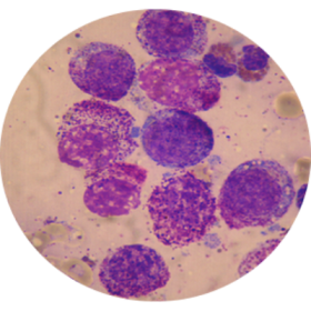 cytologie lapv57